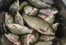 浅谈鲫鱼的食性和习性，足够了解你才能钓到爆护