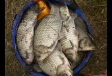 选择合适的季节、钓点、钓深，钓上大鲫鱼