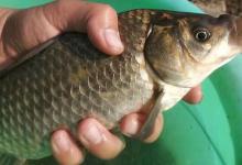 冬钓鲫鱼这些小技巧你要知道，别总是老一套