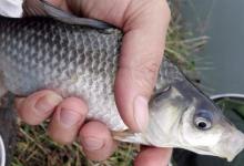 冬季鱼不好钓，动起来，才能引鱼咬钩