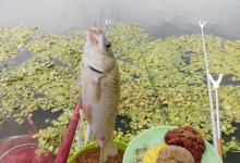 教你如何根据鱼的吃钩方式掌握提竿时机