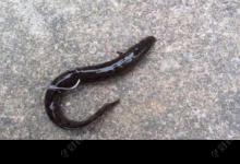 传统钓技巧（2）垂钓大黑鱼