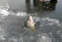 野外冬钓鲫鱼的用饵套路，要么甜、要么腥，鲫鱼排队来给口