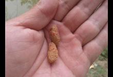 蚯蚓、红虫、商品饵，哪一个才是冬天钓鱼最好用的钓饵