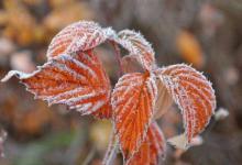 有霜天，我一般这样钓鱼，鲫鱼越钓越多