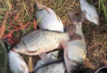 冬天你还可以钓这些鱼，一样可以小爆护哦