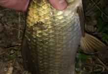 钓鱼如何避免钓到小鱼？这几个方法用好你钓的都是大的