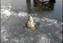 什么样的饵料适合冬钓，搞明白这三个问题，冬钓不愁鱼进窝