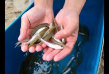 冬天狂口的水中精灵：银鮈，方法用好野钓也可以小爆护