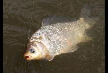 喜欢冬钓，是因为天气越冷，钓上来的鲫鱼个头越大