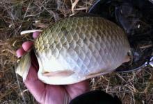 冬钓没口，怪谁呢？按我说的做，鱼饵入水就有口