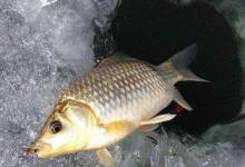 冰钓用饵，用荤不用素，这些荤饵配方送给你