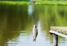 冬季天冷，鲫鱼最喜欢藏在这3种地方