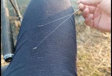 冬钓鲫鱼用多粗的线：0.8子线和0.4子线有何区别