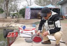 冬季钓快鱼若能爆护，鱼饵基本都是它