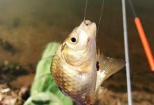 垂钓中，浮漂灵与钝的转化