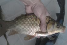 天冷时，征服板鲫还得用这3招，简单又实用