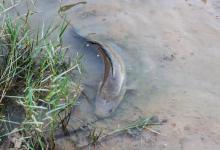 鲶鱼以食粪为生，太脏不能吃？你错了