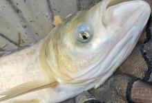 黑坑钓鲢鳙常规方法行不通？两个地方改改