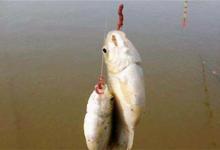 双钩挂蚯蚓野钓，就用这两种调漂方法，漂动就提