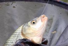 冬天，鲫鱼都喜欢在这个时间，到这些地方出没