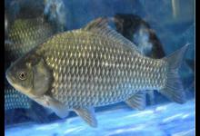 鲫鱼垂钓有妙招，4 4法则实用有效