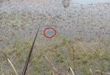 冬天如何钓好草洞？三个技巧让你渔获倍增