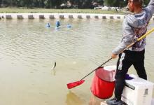 黑坑回锅鱼岂能斗得过你？用好下面这2招