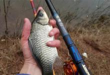 鲫鱼连杆的秘诀，只要会打窝，连杆一点都不难