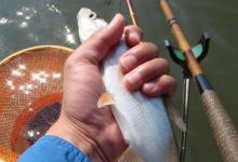 钓黑坑遇到大鱼  黑坑也有“小鱼闹漂”？