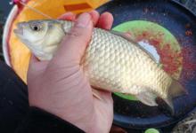 天冷鱼没口，那就先试试这招逗钓法