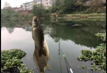 一钩拉饵一钩蚯蚓，秋冬野钓鲫鱼，屡创佳绩