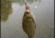 为什么说野外的鲫鱼都是滑鱼，从调漂思路上分析