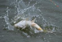 被神话的浮漂调钓，还要嫉妒新手钓鱼人多久