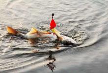 秋雨连连，钓鲢鱼，选择钓底还是钓浮