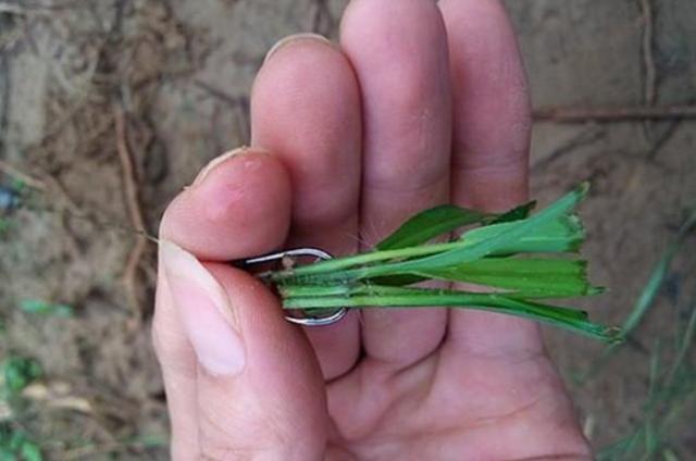 韭菜钓草鱼逢草必杀图片