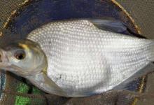 大鳊鱼按这么钓，钓了一尾又一尾，不愁上鱼不够快