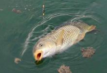 垂钓中什么是钓浮？真就那么简单让钩饵悬浮吗