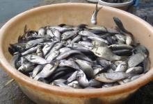 啥样的漂相，才是钓鲫鱼的好漂相？