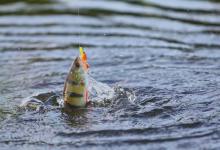 夏季路亚如何选择钓点呢？老钓友教你三招