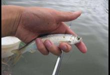 子线放多长才能防止小鱼闹窝？我来告诉你