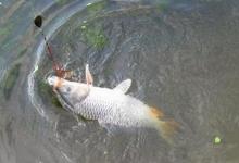 夏季大鱼难给口，错了！因为调钓的灵钝原因