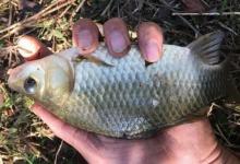 头一次用这鲫鱼饵就钓过了瘾