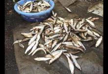 防小鱼闹窝，子线到底放多短才合适