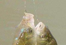 刮风天如何选钓位，我来告诉你