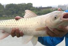 别把钓草鱼看的那么难，做到这几点，连竿中鱼如若等闲