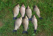 夏钓鲫鱼，这样开制搓饵与拉饵，诱钓结合轻松避小鱼