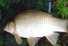 怪不得老司机不愿说，这套千金不换的鲫鱼钓法