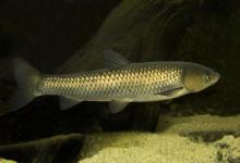 黑坑垂钓草鱼钓浮还是钓底