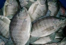 罗非鱼太脏不能吃？辟谣：美国靠进口食用
